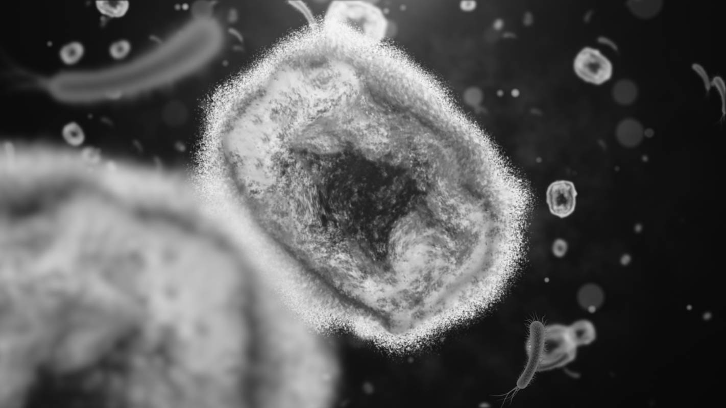 Household Transmission of Monkeypox